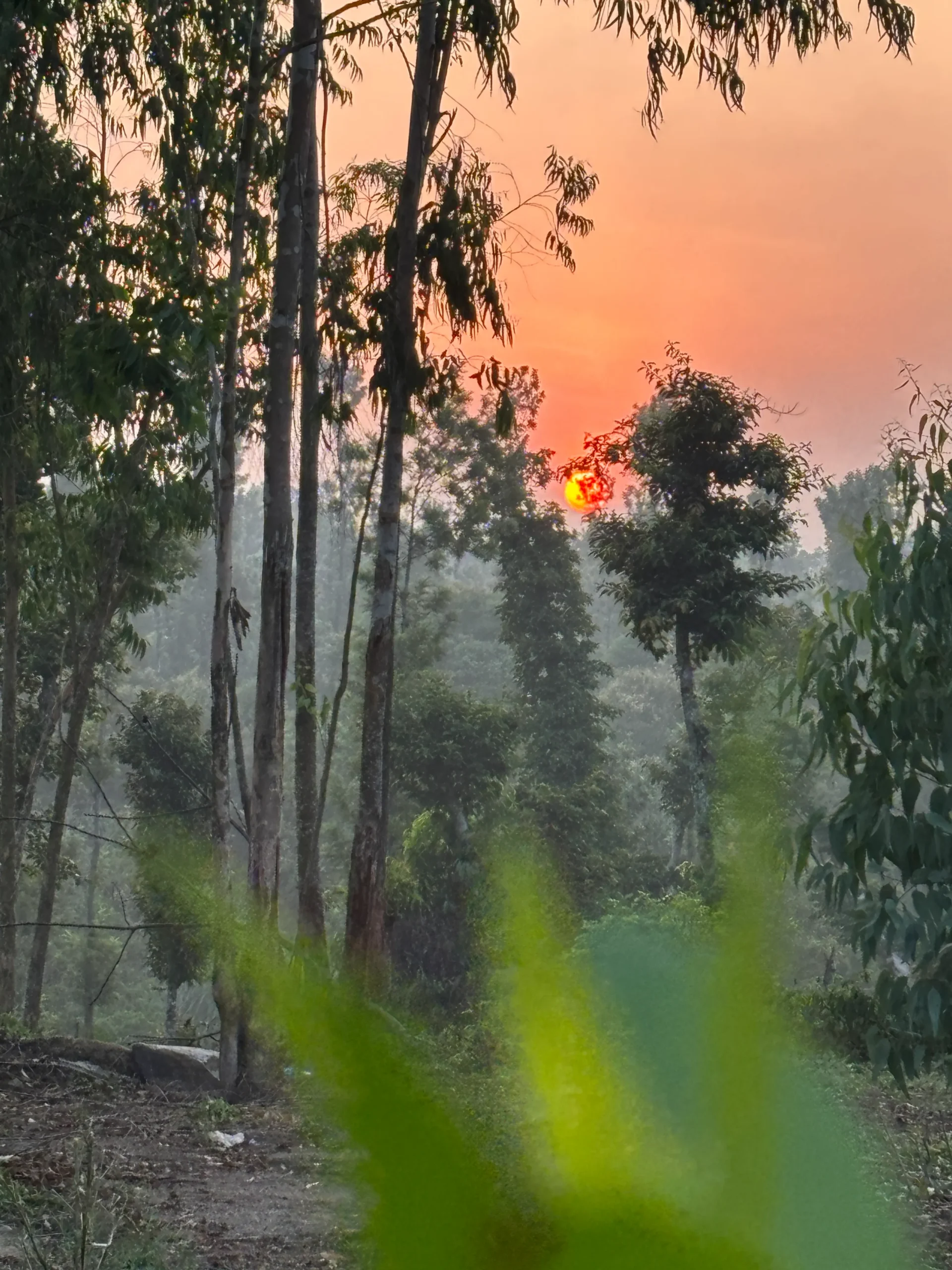 evening golden