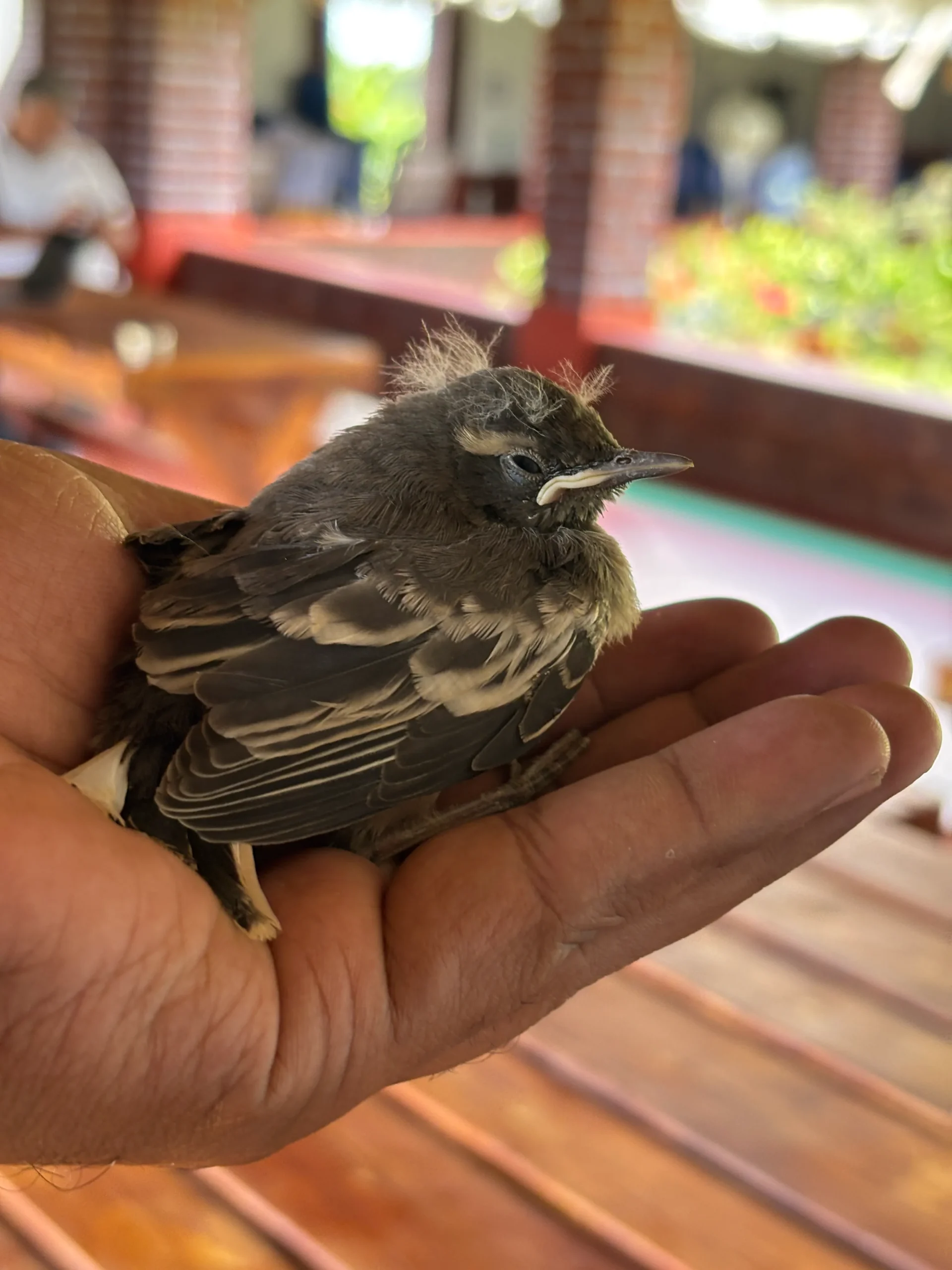 bird in orchard